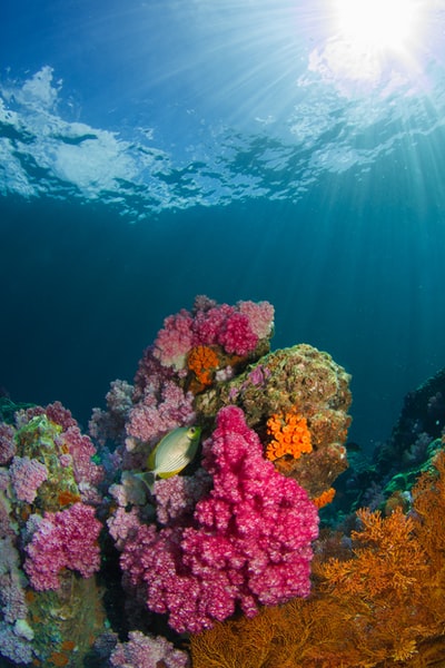 棕色的珊瑚在身体旁边水的鱼
